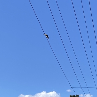 Dacelo novaeguineae (Laughing Kookaburra) at Bright, VIC - 15 May 2023 by jksmits