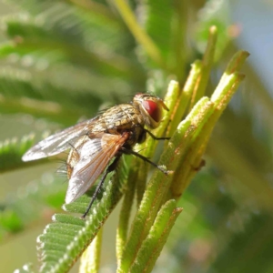 Tachinidae (family) at O'Connor, ACT - 9 Mar 2023