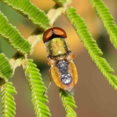 Odontomyia sp. (genus) (A soldier fly) at O'Connor, ACT - 8 Mar 2023 by ConBoekel