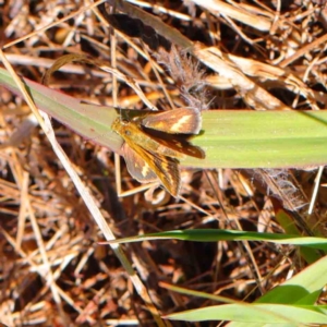 Taractrocera papyria at O'Connor, ACT - 9 Mar 2023