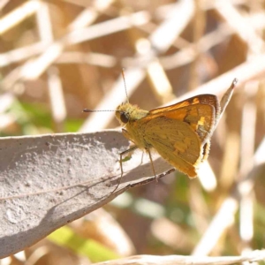 Ocybadistes walkeri at O'Connor, ACT - 9 Mar 2023