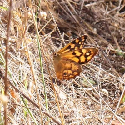 Heteronympha paradelpha (Spotted Brown) at O'Connor, ACT - 9 Mar 2023 by ConBoekel