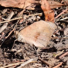 Heteronympha merope (Common Brown Butterfly) at O'Connor, ACT - 9 Mar 2023 by ConBoekel