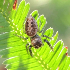 Opisthoncus nigrofemoratus (Black-thighed jumper) at O'Connor, ACT - 9 Mar 2023 by ConBoekel