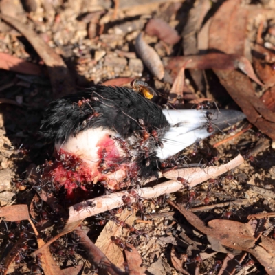 Gymnorhina tibicen (Australian Magpie) at O'Connor, ACT - 9 Mar 2023 by ConBoekel