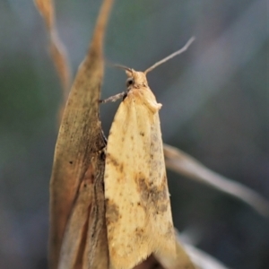 Merophyas divulsana at Cook, ACT - 10 May 2023