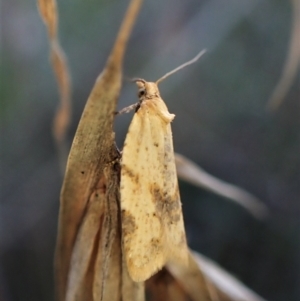 Merophyas divulsana at Cook, ACT - 10 May 2023