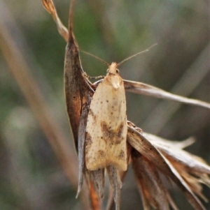 Merophyas divulsana at Cook, ACT - 10 May 2023