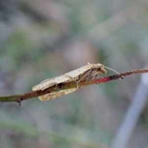 Merophyas divulsana at Cook, ACT - 10 May 2023