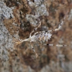 Stenolemus sp. (genus) at Cook, ACT - 12 May 2023