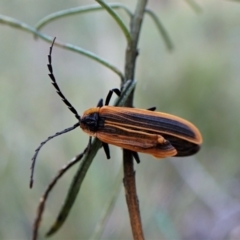 Lycidae sp. (family) (Net-winged beetle) at Aranda, ACT - 14 May 2023 by CathB