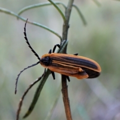 Lycidae (family) (Net-winged beetle) at Aranda, ACT - 14 May 2023 by CathB