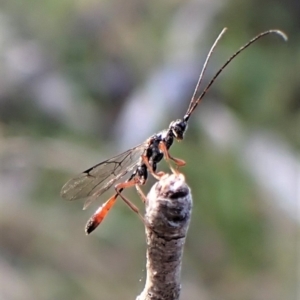 Monomachus antipodalis at Aranda, ACT - 14 May 2023