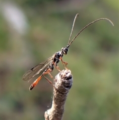 Monomachus antipodalis at Aranda, ACT - 14 May 2023