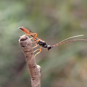 Monomachus antipodalis at Aranda, ACT - 14 May 2023