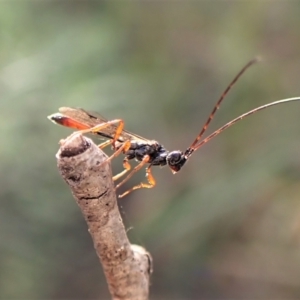 Monomachus antipodalis at Aranda, ACT - 14 May 2023