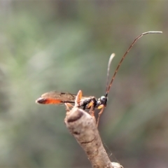 Monomachus antipodalis at Aranda, ACT - 14 May 2023