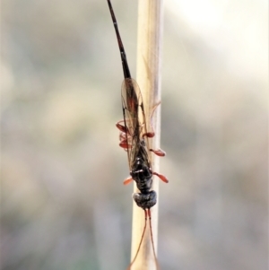 Monomachus antipodalis at Cook, ACT - 14 May 2023