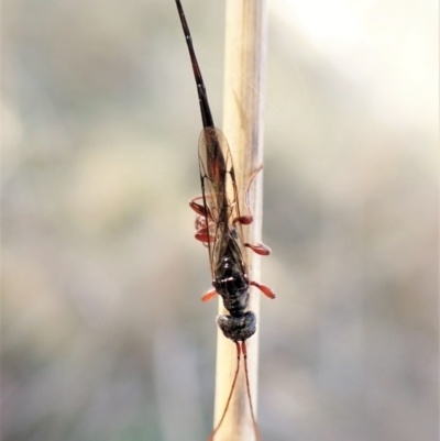 Monomachus antipodalis (A parasitic wasp) at Aranda Bushland - 14 May 2023 by CathB