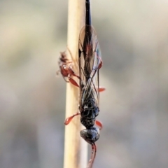 Monomachus antipodalis at Cook, ACT - 14 May 2023 03:01 PM