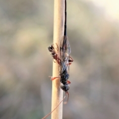 Monomachus antipodalis at Cook, ACT - 14 May 2023 03:01 PM