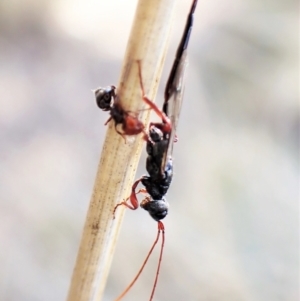 Monomachus antipodalis at Cook, ACT - 14 May 2023