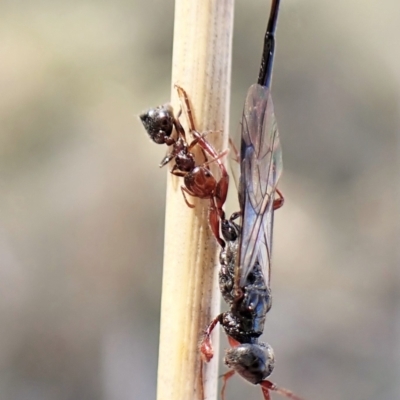 Crematogaster sp. (genus) (Acrobat ant, Cocktail ant) at Aranda Bushland - 14 May 2023 by CathB