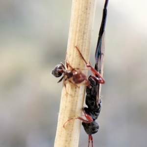 Crematogaster sp. (genus) at Cook, ACT - 14 May 2023 03:00 PM