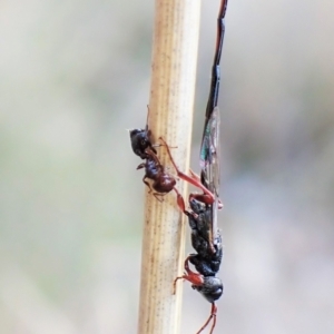 Crematogaster sp. (genus) at Cook, ACT - 14 May 2023 03:00 PM