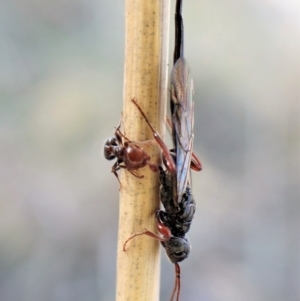 Crematogaster sp. (genus) at Cook, ACT - 14 May 2023 03:00 PM