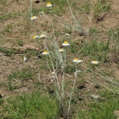 Leucochrysum albicans subsp. tricolor (Hoary Sunray) at Macgregor, ACT - 25 Nov 2022 by michaelb