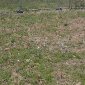 Leucochrysum albicans subsp. tricolor at Macgregor, ACT - 25 Nov 2022