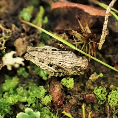 Tetrigidae (family) (Pygmy grasshopper) at Mount Painter - 10 May 2023 by CathB