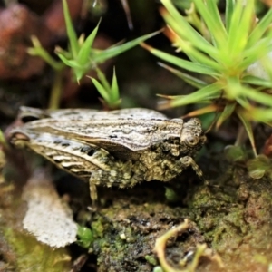 Tetrigidae (family) at Cook, ACT - 10 May 2023