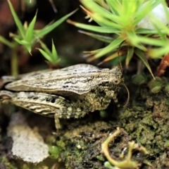 Tetrigidae (family) at Cook, ACT - 10 May 2023