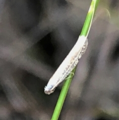 Ceromitia leptosticta (A Fairy moth) at Cook, ACT - 15 May 2023 by CathB