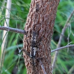 Zaprochilus australis at Watson, ACT - 14 May 2023