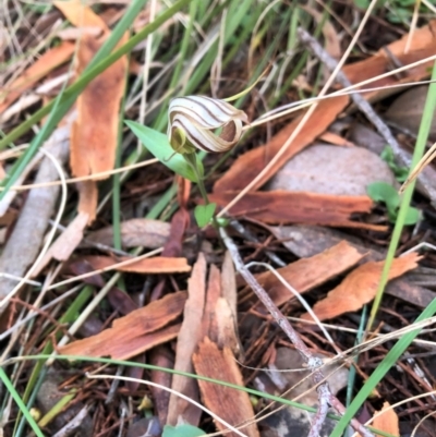 Diplodium truncatum (Little Dumpies, Brittle Greenhood) at Cook, ACT - 15 May 2023 by CathB