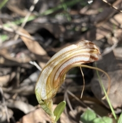 Diplodium truncatum (Little Dumpies, Brittle Greenhood) at O'Connor, ACT - 6 May 2023 by NedJohnston