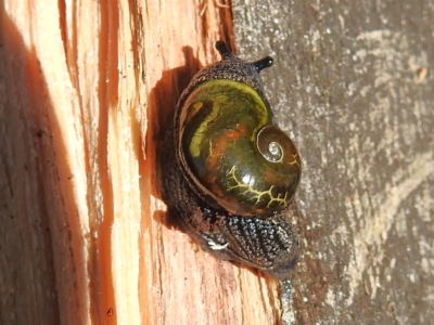 Helicarion cuvieri (A Semi-slug) at Cotter River, ACT - 15 May 2023 by JohnBundock