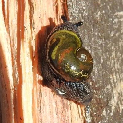 Helicarion cuvieri (A Semi-slug) at Namadgi National Park - 15 May 2023 by JohnBundock