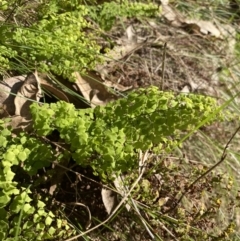 Adiantum aethiopicum (Common Maidenhair Fern) at Bright, VIC - 16 May 2023 by jks