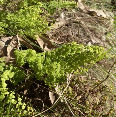 Adiantum aethiopicum (Common Maidenhair Fern) at Bright, VIC - 16 May 2023 by jks