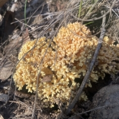 Ramaria sp. (genus) (A Coral fungus) at Bright, VIC - 16 May 2023 by jks