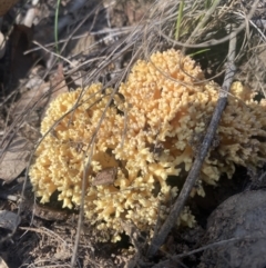 Ramaria sp. (A Coral fungus) at Bright, VIC - 16 May 2023 by jks