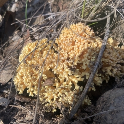 Ramaria sp. (A Coral fungus) at Bright, VIC - 16 May 2023 by jks