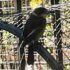 Cracticus torquatus (Grey Butcherbird) at O'Connor, ACT - 8 May 2023 by ibaird