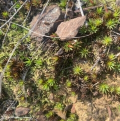 Unidentified Moss, Liverwort or Hornwort at Bright, VIC - 16 May 2023 by jks