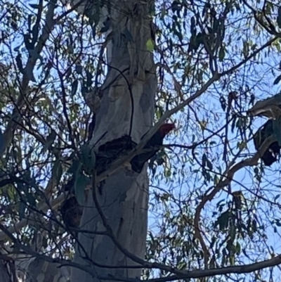 Callocephalon fimbriatum (Gang-gang Cockatoo) at Bright, VIC - 16 May 2023 by jks