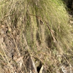 Themeda triandra (Kangaroo Grass) at Bright, VIC - 16 May 2023 by jks